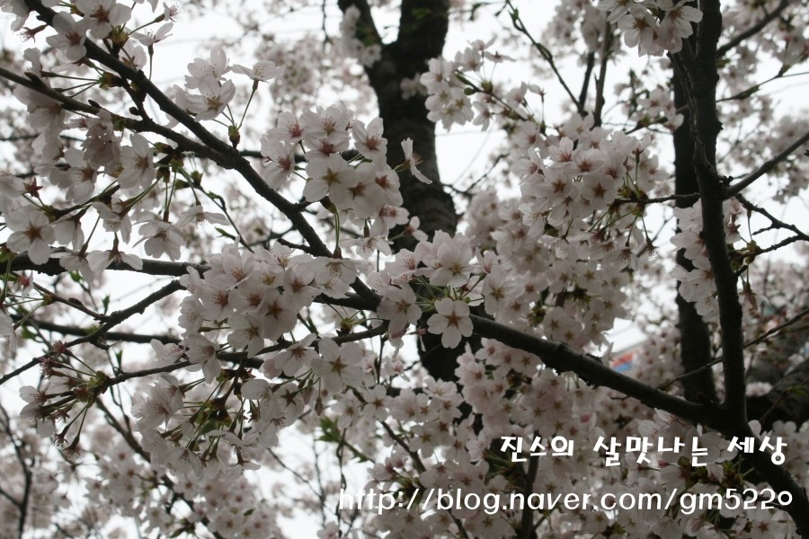 상록전집 이미지