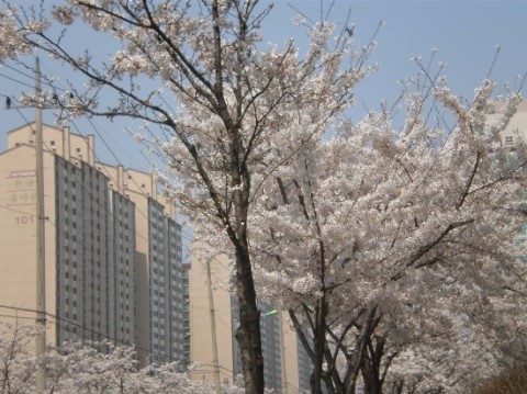 문백초등학교 이미지