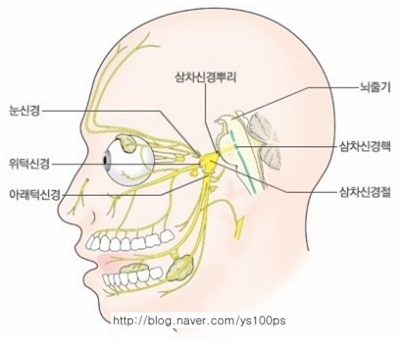 삼차신경의 눈신경·위턱신경·아래턱신경 해부도