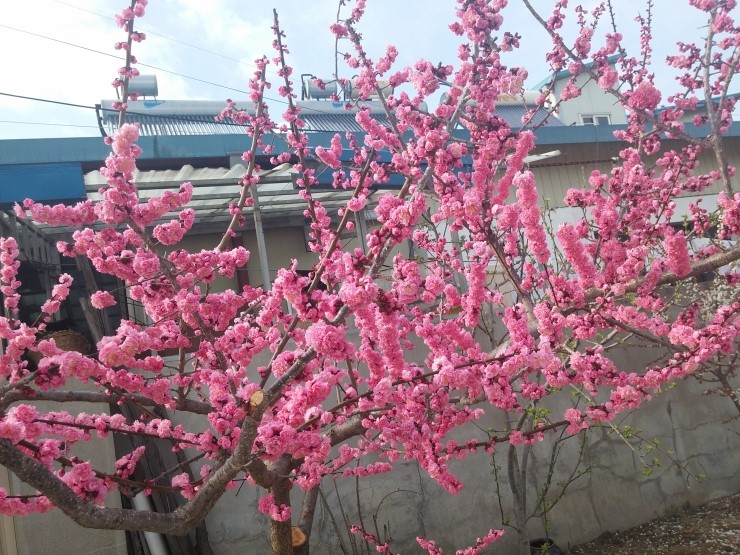 황궁반점 이미지