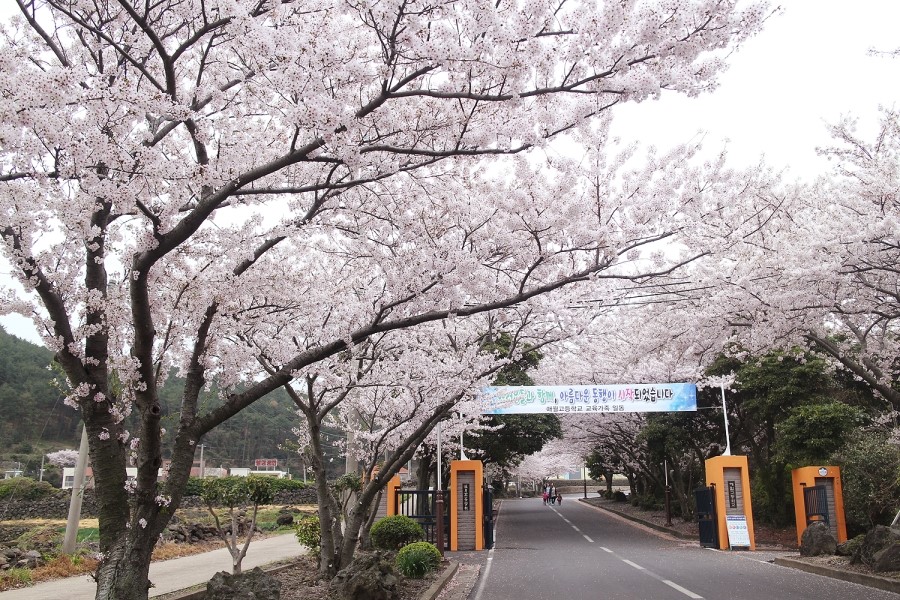 애월고등학교 이미지