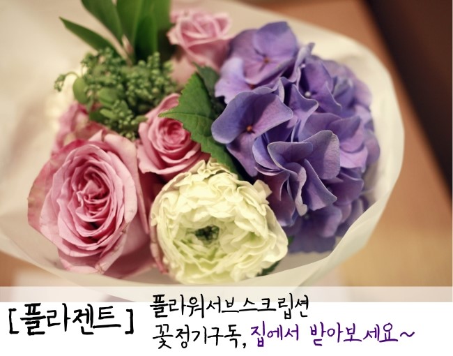 플라젠트 이미지