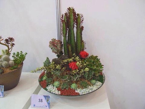 장수선인장 이미지