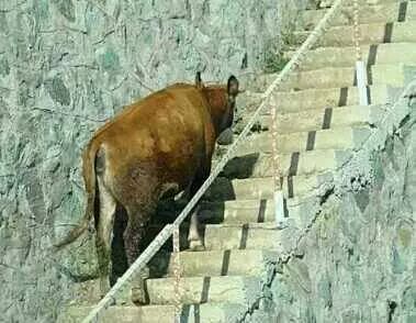 복수칼국수 이미지