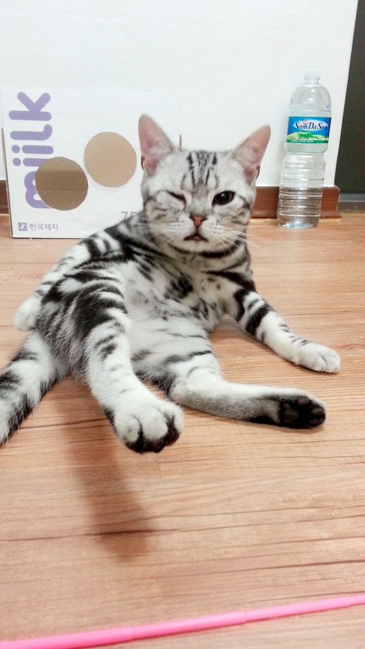 카그루밍 이미지