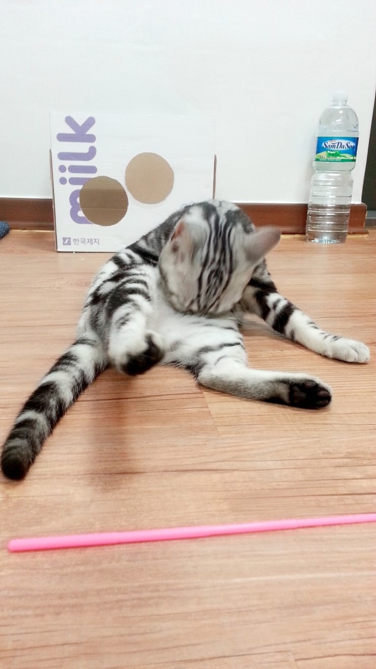 카그루밍 이미지