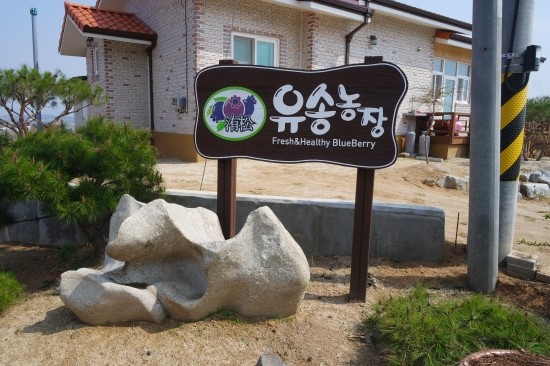 유송블루베리농장 이미지