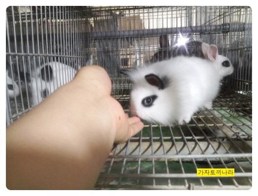 가자토끼나라 이미지
