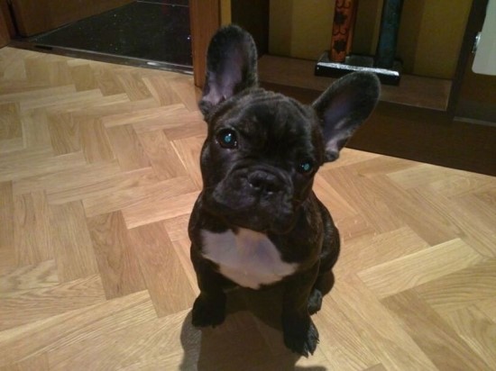 불독(bulldog) 이미지