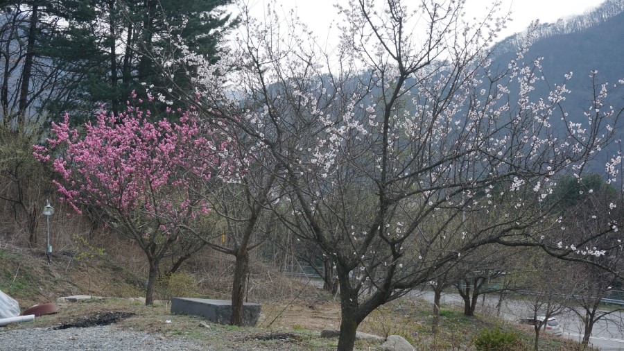 청향오리 이미지