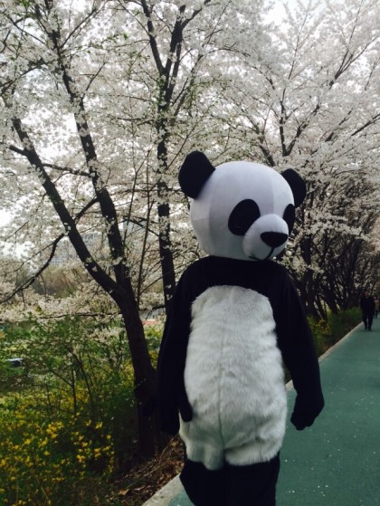 셰프팬더 이미지