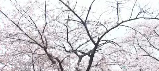벚꽃역 이미지