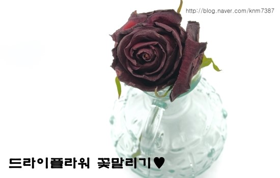 일조플라워 이미지