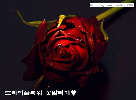 일조플라워 이미지