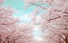 벚꽃눈썹 이미지