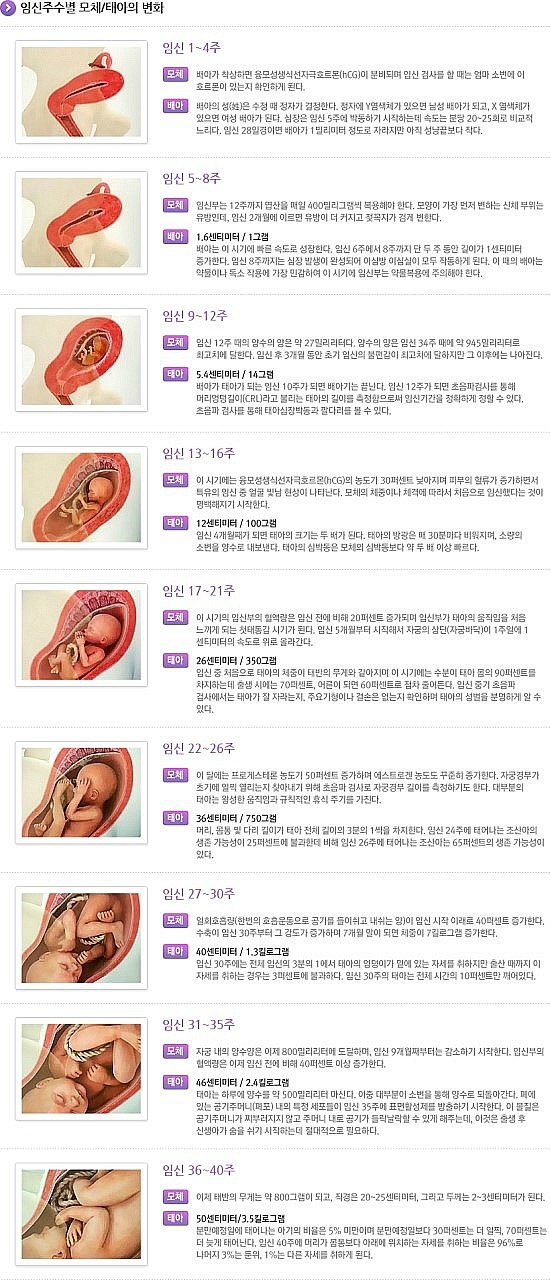 주수별 태아 성장 과정 : 네이버 블로그