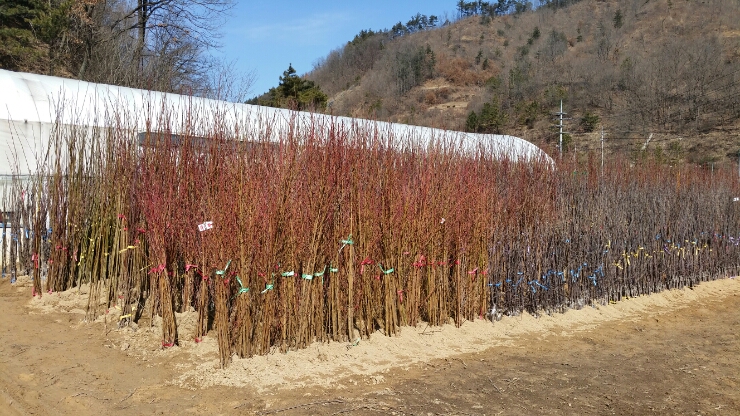 고향매점 이미지