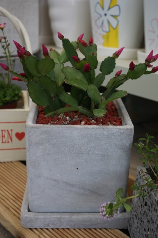 Flower늘봄 이미지