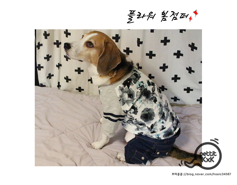 쁘띠콩 이미지
