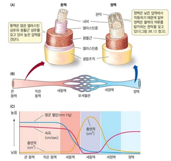 혈관 (Blood vessel) : 네이버 블로그