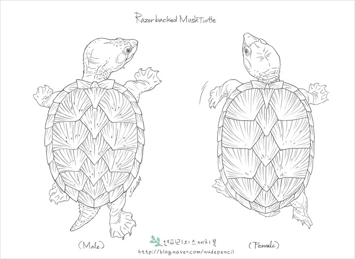 레이저백머스크터틀(Razor Back Musk Turtle) 암수구별 : 네이버 블로그
