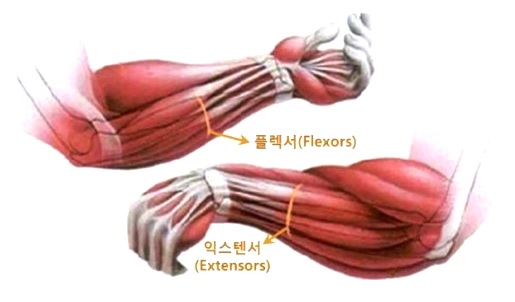 마누스 이미지