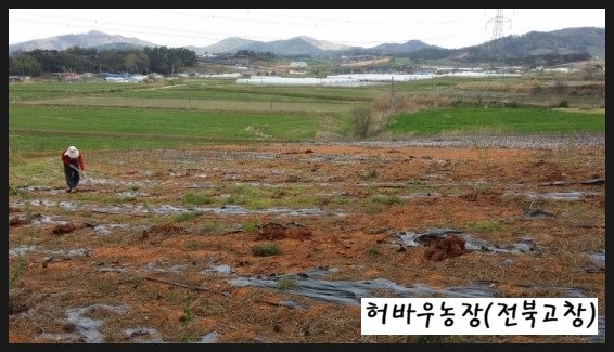 체리포포 이미지