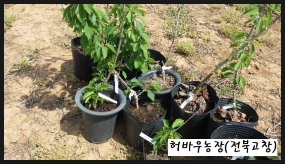 체리포포 이미지