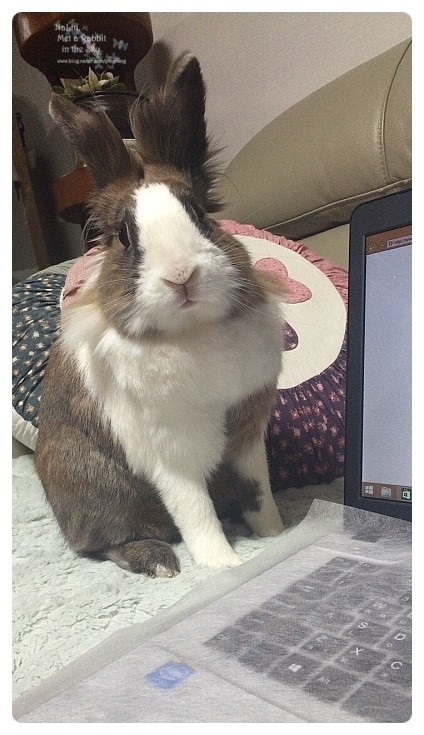 나랑놀자! 이미지
