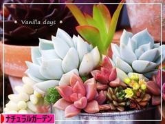 꽃과다육 이미지