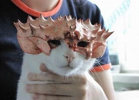이*호 이미지