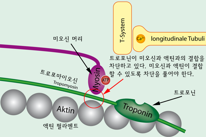 액틴 이미지