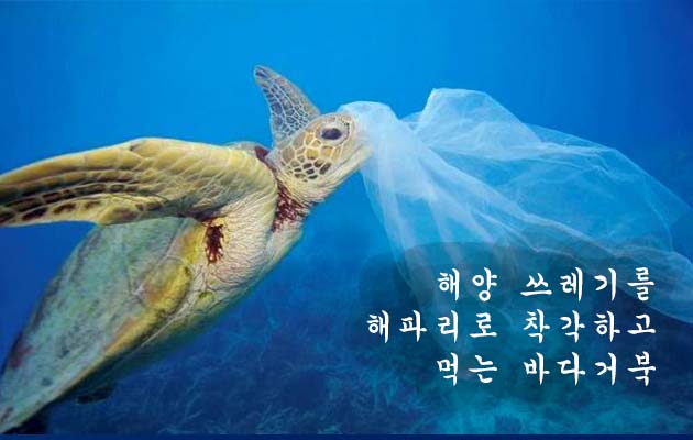 The 바다 이미지