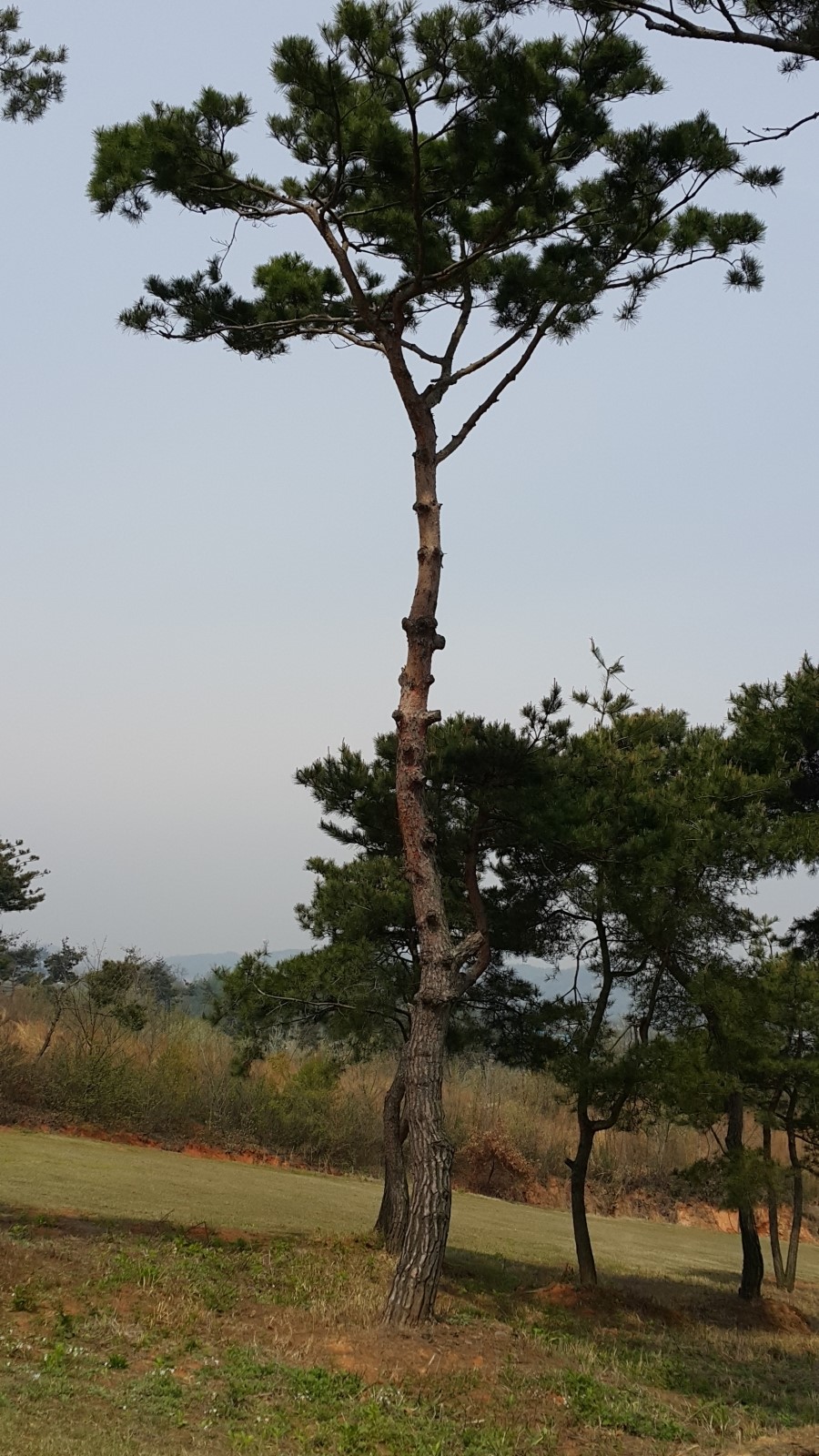 금마조경 이미지