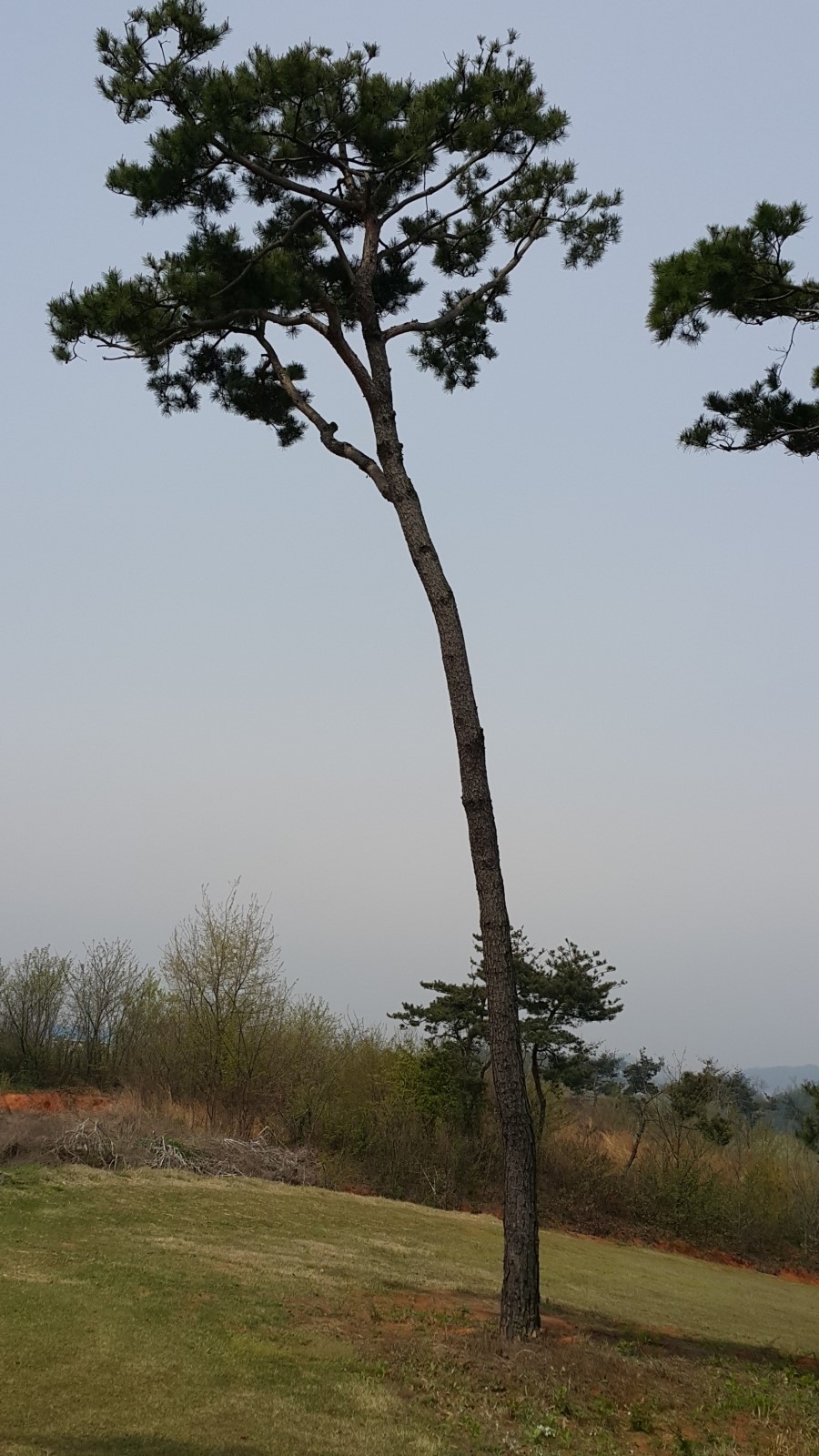 금마조경 이미지