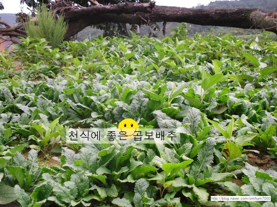 백토농원 이미지