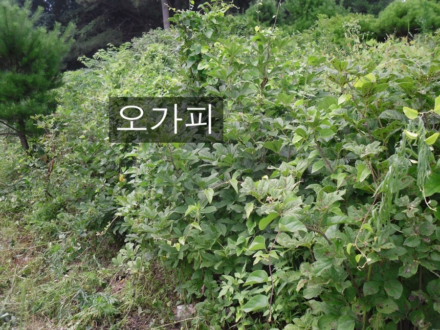 백토농원 이미지
