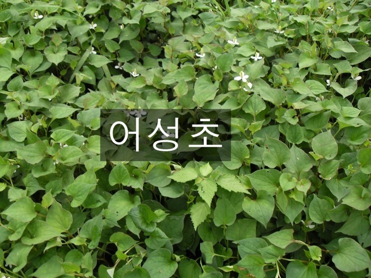 백토농원 이미지