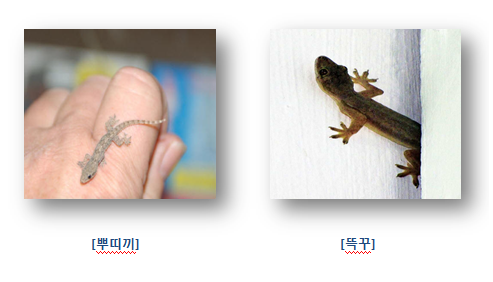 뿌띠 이미지