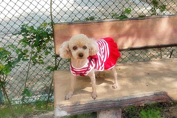 꽃쑤니 이미지