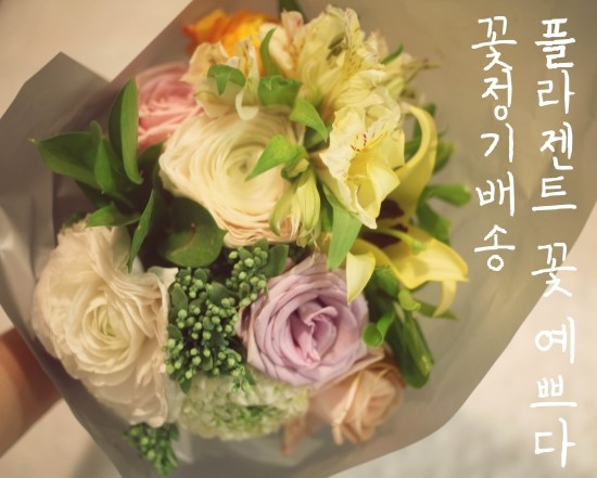 플라젠트 이미지