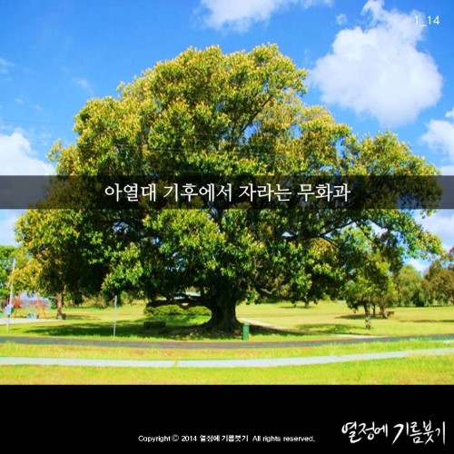 달콤열매 이미지