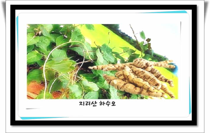 자라난약초 이미지