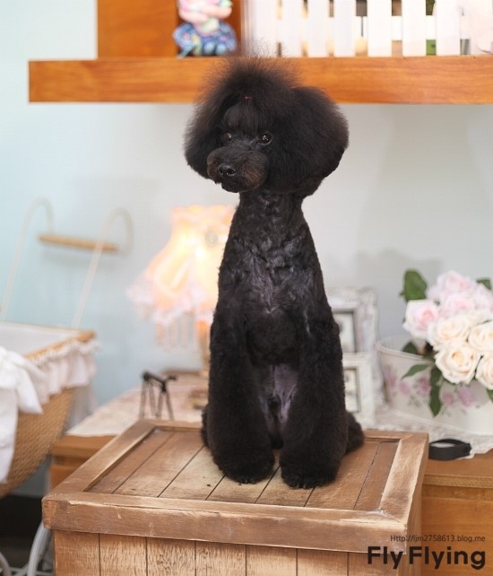 담시온 이미지