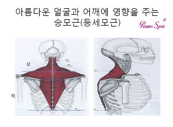 스파체형관리 이미지
