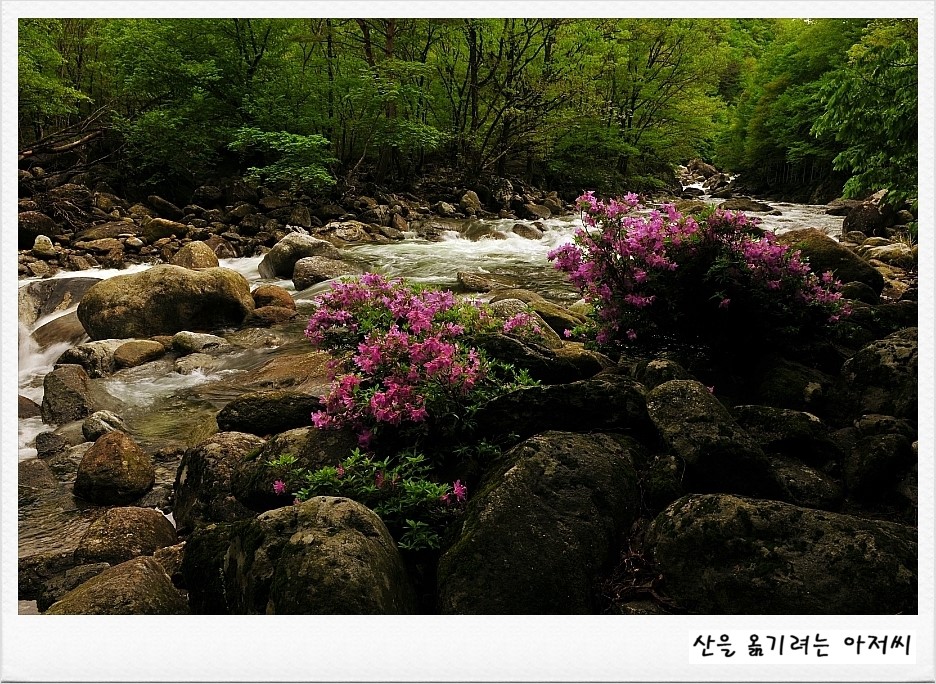 수다래 이미지