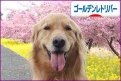 해피 이미지