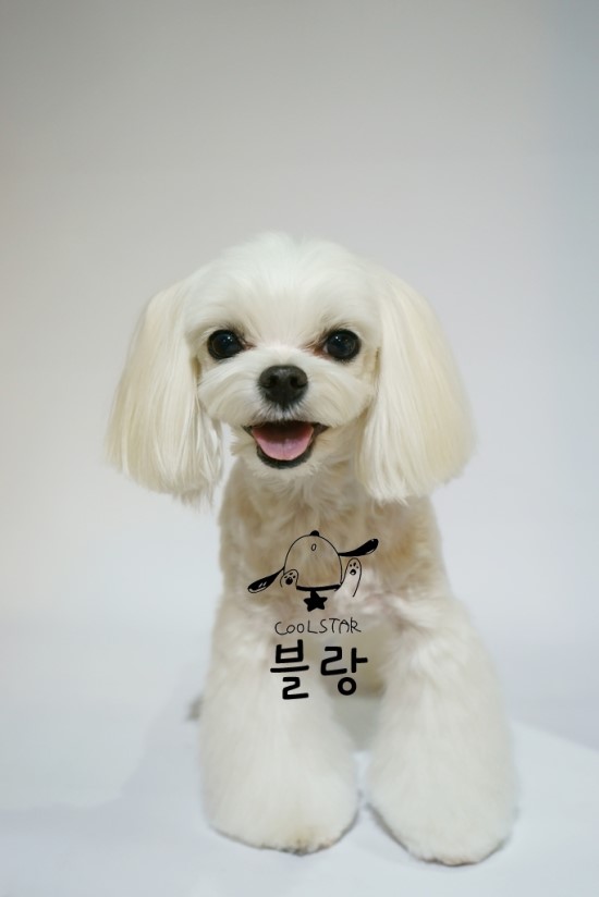 살롱아리 이미지