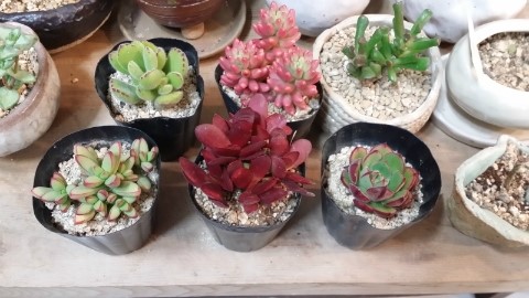다육이공방 이미지