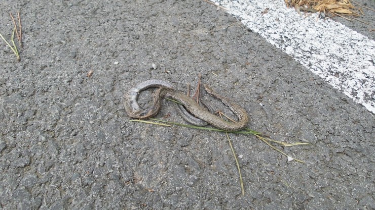 노화북초등학교 이미지